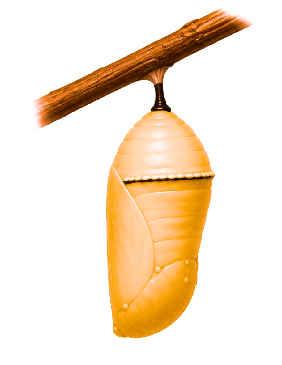 Kepompong